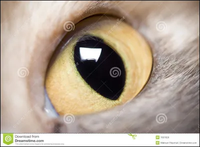 Quel animal, parmi ceux-l&agrave;, n'a pas de poils ?