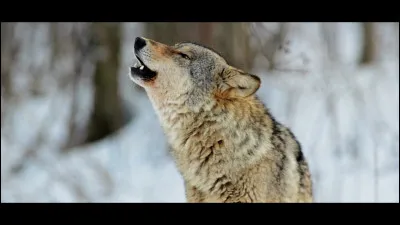 Quelle race de chien descend du loup ?