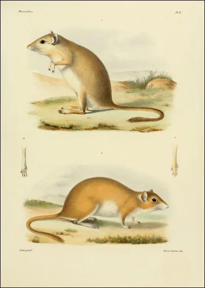 Quel animal, parmi ceux-l&agrave;, n'est pas un mammif&egrave;re ?