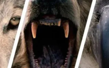 Quiz Animaux