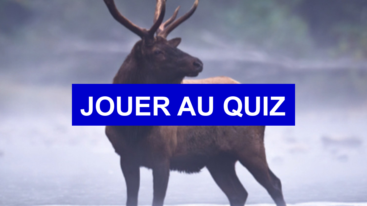 Test de personnalité Quel animal estu