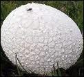 Quel est ce champignon rempli de poudre qui clate quand il est vieux et sec ?