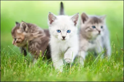 Un jour, un des chatons de ton clan, Petite Pierre, te propose de partir avec ses fr&egrave;res et s�urs pour explorer les bois.