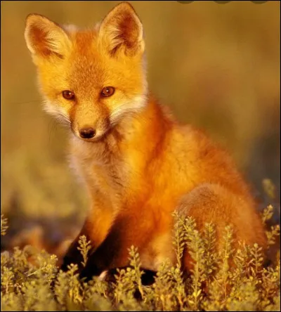 Apr&egrave;s cette m&eacute;saventure, vous continuez et vous vous enfoncez dans la for&ecirc;t. Vous ne pr&ecirc;tez plus attention aux bruits. Soudain, une fourrure rousse traverse &agrave; toute vitesse devant vous et se cache dans le buisson voisin. Vous vous p&eacute;trifiez sur place, fourrure dress&eacute;e et griffes sorties. La b&ecirc;te sort lentement des buissons puis d�un coup, se jette sur vous. Puis, tout devient noir.Que fais-tu ?