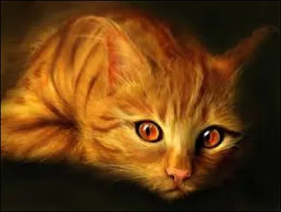 L�inconnu &eacute;tait un solitaire au long pelage roux tigr&eacute; noir et aux yeux ambr&eacute;s. Celui-ci avait environ le m&ecirc;me &acirc;ge que toi et il t�explique que sa m&egrave;re vient de le lib&eacute;rer dans la nature pour qu�il apprenne &agrave; se d&eacute;brouiller.