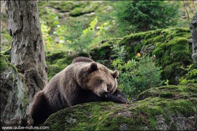 Entre 50 000 et 10 000 ours bruns sillonnaient autrefois les Etats-Unis. Avec l'arrive des hommes sur leur territoire, ...