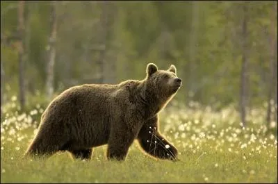Les anctres de l'ours brun se sont installs en Amrique du Nord il y a prs de 40 000 ans. Ils venaient de...