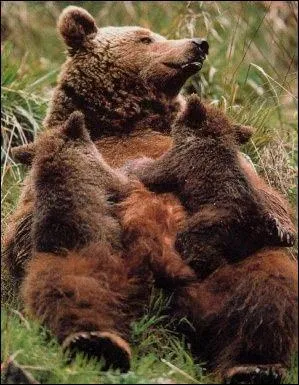 Les femmelles donnent naissance aux oursons en hiver. Elles s'en occupent jusqu' l'ge de...