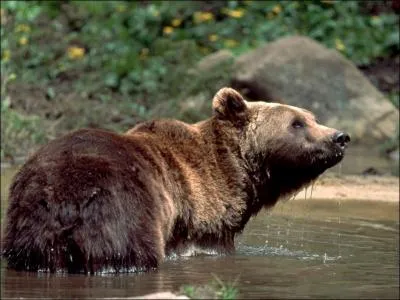 L'ours kodiak, grizzli collosal venant des les d'Alaska peut atteindre...