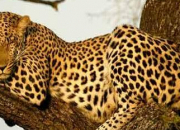 Quiz 5 infos sur... le lopard et le jaguar