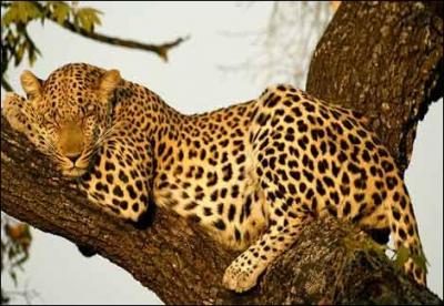 Un lopard peut transporter en haut d'un arbre une proie...