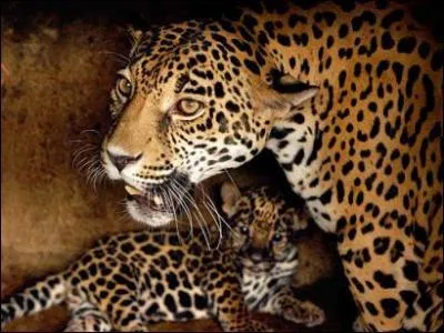 N'importe quelle porte peut comporter...