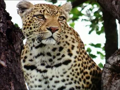 Les lopards ont en partie survcu parce qu'ils...