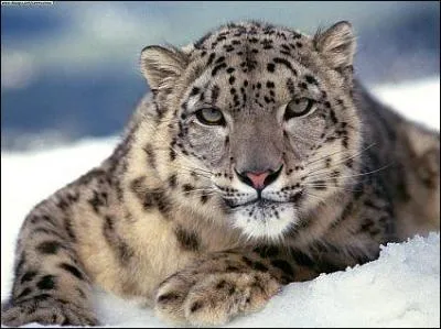 Le lopard des neiges, qui vit dans les montagnes d'Asie centrale, ...
