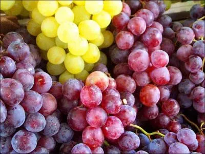 Pendant une cure de raisin il est important pour un bon nettoyage de l'organisme d'en consommer tout au long de la journe. .