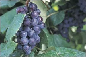 Quelle diffrence il y a entre le raisin ( noir ) Alphonse Lavalle et le raisin Muscat de Hambourg ?