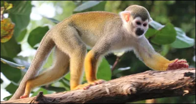 Animaux : Quel petit singe d'Amérique centrale et d'Amérique du Sud se reconnaît à son pelage jaune au niveau des pattes ?