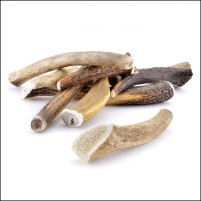 Un andouiller est une ramification en forme de corne poussant sur le bois du cerf.