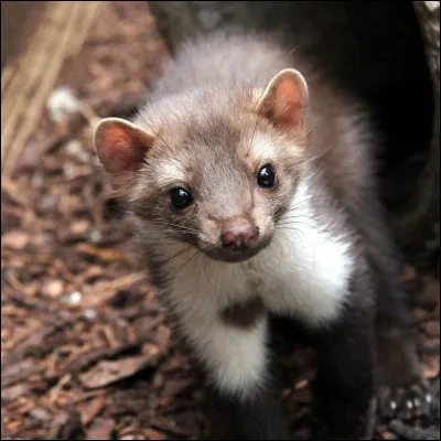 La fouine est la femelle du furet.