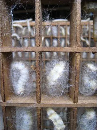 Le brocart est une étoffe de soie rehaussée de dessins brochés.