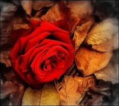 Combien y a-t-il de vers dans le poème "Roses d'automne" de Nérée Beauchemin ?