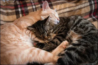 Le soir arrive vite mais tu as trop peur de sortir dans ce territoire inconnu plongé dans le noir. Pâris te conseille de dormir puis s'installe dans un coin de son panier plein de couvertures. Que fais-tu ?