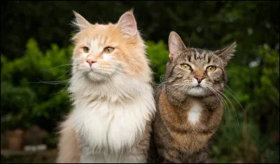 Ce que tu n'as pas remarqué, c'est le sourire malicieux du rouquin quand tu t'es allongé avec lui...
Le lendemain, il te propose de te raccompagner à ton clan qui est sûrement à ta recherche mais tu vois bien qu'il dit ça à contrecur. Que supposes-tu ?