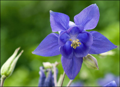 Connaissez-vous cette jolie fleur bleue de nos montagnes ?
