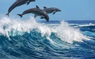Quiz Animaux