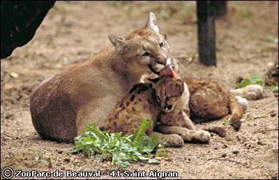 Le puma est solitaire, sauf en priode d'accouplement. Lorsque les petits quittent leur mre, ...