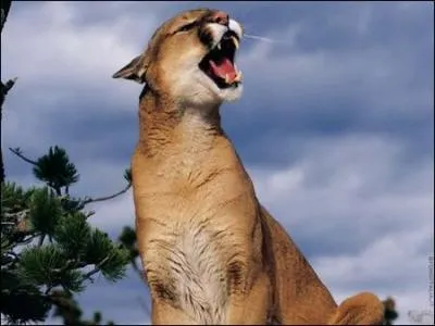 En dpit de sa taille, le puma est class parmi les petits flins car...