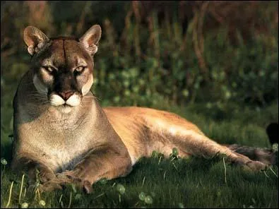 Le puma est le mammifre le plus rpandu...