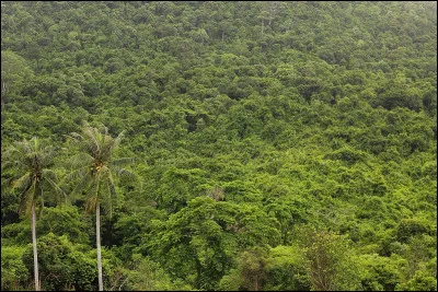 Il existe le type Jungle.