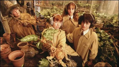 Avec qui Ron, Hermione et Harry font-ils équipe pour les travaux de rempotage des mandragores ?