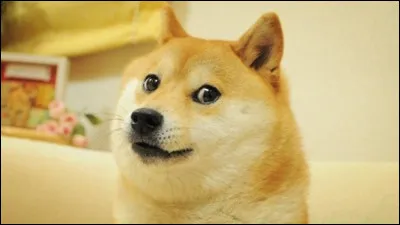 Quel est ton animal préféré ?