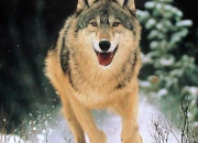 Quiz 5 infos sur... le loup