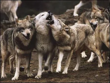 Dans la fort, les loups occupent le mme territoire...