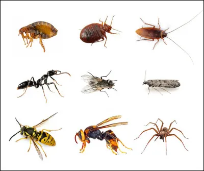 Quels insectes sont les héroïnes de Bernard Werber dans une trilogie commencée en 1991 ?