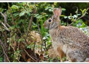 Quiz 11 animaux adorables des grands espaces