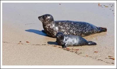 Le phoque est commun du Pacifique à l'Atlantique, où il est nommé ".... " (Complétez !)