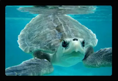 Elles sont les plus petites tortues marines au monde : ce sont les "tortues ..."