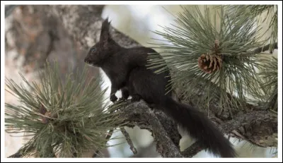 Cet écureuil porte le nom "décureuil ... (Complétez !)