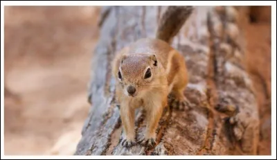 Un autre écureuil, mais dont le nom est associé à celui d'un autre animal : lequel ?