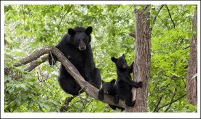 Si vous pensez pourvoir semer ces gros lourdauds d'ours noirs à la course, il va vous falloir tout de même atteindre, voire dépasser les ... (Complétez !)