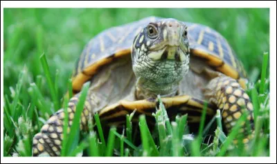 Drôle de nom pour cette tortue ! Oui, mais lequel ?