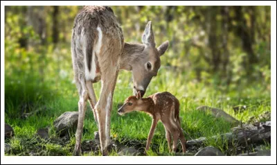 "Pas touche ! C'est la biche de ... (Complétez !)