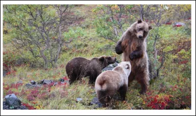 Le grizzli - autrement dit "l'ours brun" - n'est pas d'un naturel spécialement "sympathique" et on le comprend. Quel autre nom porte-t-il en Alaska ?