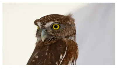 De moins de 20 cm, cette chouette fait partie des espèces les plus petites (et les plus mignonnes !) dAmérique du Nord. Son nom ? "La ... des Rocheuses" ! (Complétez les pointillés !)