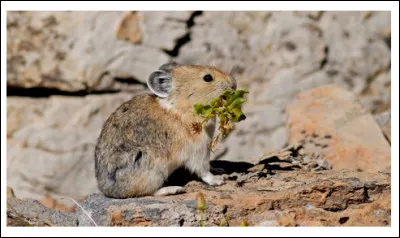 Il a lapparence dune pomme de terre poilue surmontée doreilles de Mickey ! C'est le/la ...