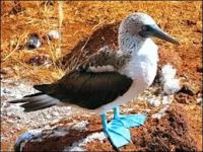 Sélectionnez tous les différents palmipèdes (oiseaux) écrits en anglais dans les réponses.